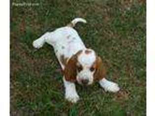 Basset Hound Puppy for sale in Hazlehurst, GA, USA