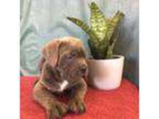 Cane Corso Puppy for sale in Gordonville, PA, USA