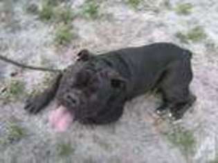 Bulldog Puppy for sale in BROOKSVILLE, FL, USA