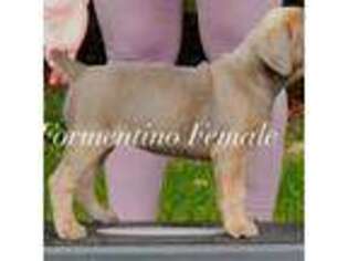 Cane Corso Puppy for sale in Arlington, WA, USA