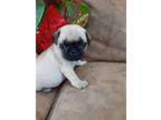Pug Puppy for sale in Oconto, WI, USA