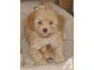 Havanese Puppy for sale in WESTCLIFFE, CO, USA