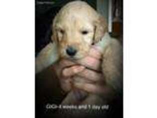 Goldendoodle Puppy for sale in Eastman, GA, USA