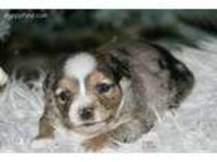 Pembroke Welsh Corgi Puppy for sale in Lind, WA, USA