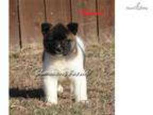 Akita Puppy for sale in Springfield, MO, USA