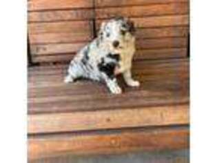 Australian Shepherd Puppy for sale in Princeton, NC, USA