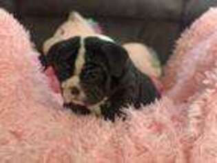 Bulldog Puppy for sale in Alamosa, CO, USA