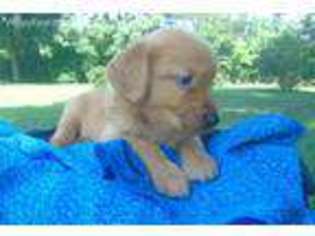 Golden Retriever Puppy for sale in Lenoir, NC, USA
