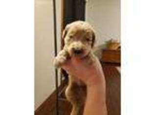 Goldendoodle Puppy for sale in Borger, TX, USA