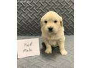 Mutt Puppy for sale in Falmouth, IN, USA