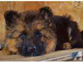 German Shepherd Dog Puppy for sale in FORT PIERRE, SD, USA