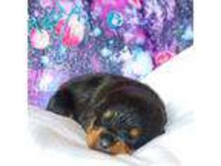 Rottweiler Puppy for sale in Puyallup, WA, USA
