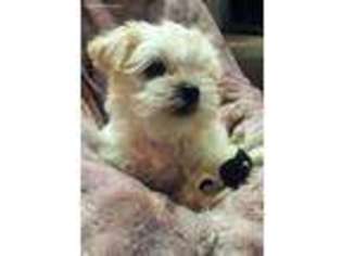 Maltese Puppy for sale in Roscoe, IL, USA