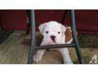 Bulldog Puppy for sale in SUN CITY, AZ, USA