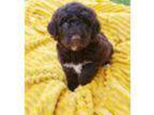 Mutt Puppy for sale in Springdale, AR, USA