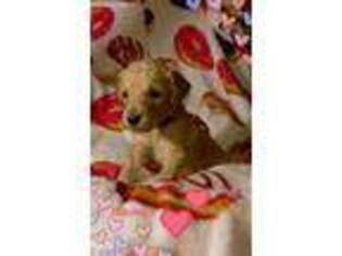 Goldendoodle Puppy for sale in Collinsville, IL, USA