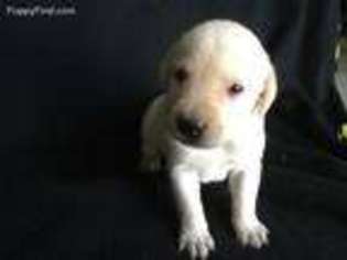 Labrador Retriever Puppy for sale in Dyersville, IA, USA