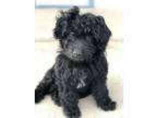Mutt Puppy for sale in Loma, CO, USA