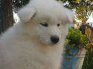 Samoyed Puppy for sale in Cashton, WI, USA