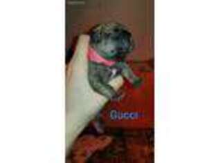 Medium Photo #1 French Bulldog Puppy For Sale in Bridgewater, MA, USA