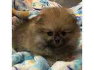 Pomeranian Puppy for sale in Savannah, GA, USA