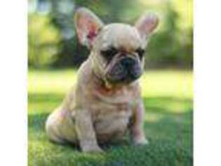 French Bulldog Puppy for sale in Brookhaven, MS, USA