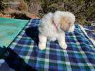 Great Pyrenees Puppy for sale in Colorado Springs, CO, USA