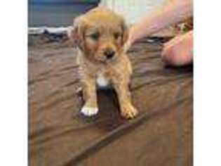 Cavapoo Puppy for sale in Payson, UT, USA
