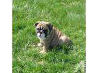 Bulldog Puppy for sale in OSTRANDER, OH, USA