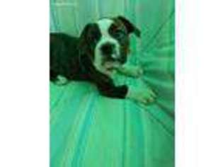 Olde English Bulldogge Puppy for sale in Tipp City, OH, USA