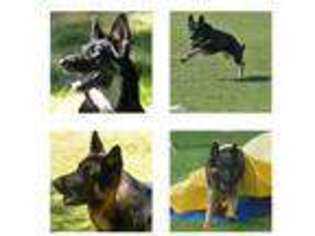 German Shepherd Dog Puppy for sale in Somis, CA, USA