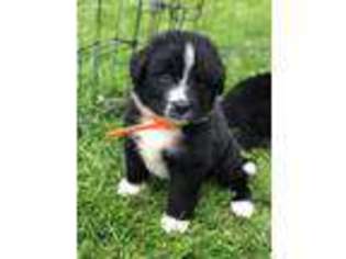 Newfoundland Puppy for sale in Freedom, NY, USA
