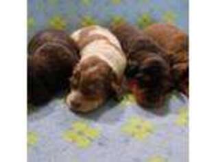 Dachshund Puppy for sale in Chino Hills, CA, USA