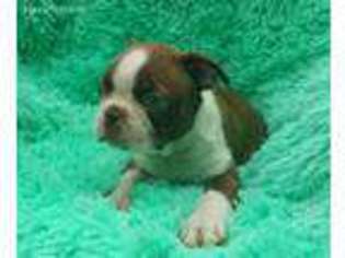Boston Terrier Puppy for sale in Newton Grove, NC, USA
