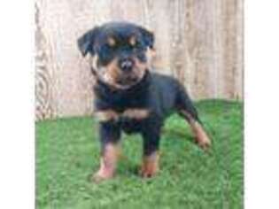 Rottweiler Puppy for sale in Mount Holly, NC, USA