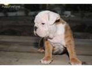 Bulldog Puppy for sale in Moreno Valley, CA, USA