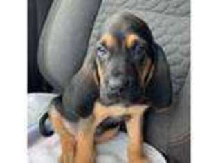 Bloodhound Puppy for sale in Haverhill, MA, USA