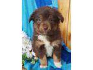 Miniature Australian Shepherd Puppy for sale in Grabill, IN, USA