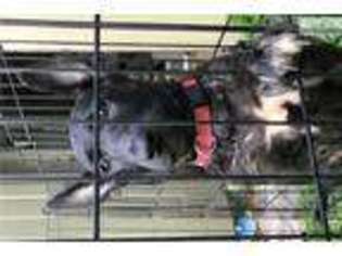 Dutch Shepherd Dog Puppy for sale in Fort Lauderdale, FL, USA