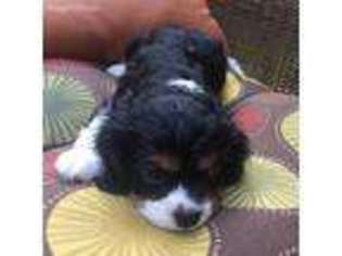 Cavalier King Charles Spaniel Puppy for sale in Iola, WI, USA