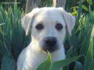 Labrador Retriever Puppy for sale in Hannibal, MO, USA
