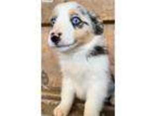 Miniature Australian Shepherd Puppy for sale in Nashville, TN, USA