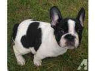 French Bulldog Puppy for sale in SYRACUSE, NY, USA