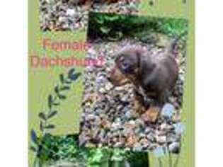 Dachshund Puppy for sale in Williamson, WV, USA