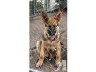 German Shepherd Dog Puppy for sale in WRAY, GA, USA