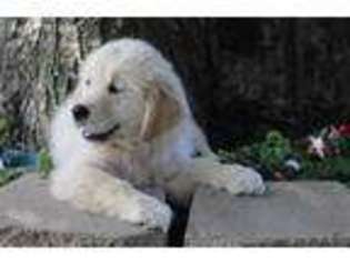 Mutt Puppy for sale in Saint Joe, IN, USA