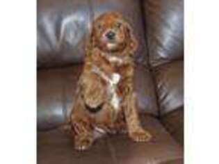 Mutt Puppy for sale in Clay Springs, AZ, USA