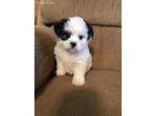 Mutt Puppy for sale in Castlewood, VA, USA