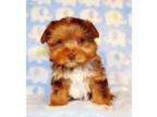 Yorkshire Terrier Puppy for sale in Palm Springs, CA, USA