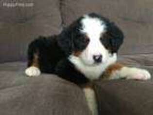 Bernese Mountain Dog Puppy for sale in Sutton, AK, USA